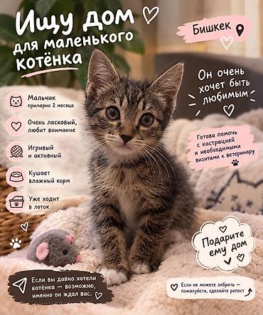 отдам животных даром: Кошка даром: Беспородная, 2 месяца, Мальчик, Приучена к лотку — 1