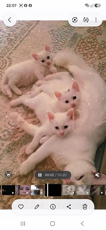 maine coon azerbaycan: Anqor van pisiyi sinelle qarisiq — 1