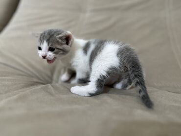 сиамский котенок: Котенок мальчик готов через неделю переехать к заботливым и