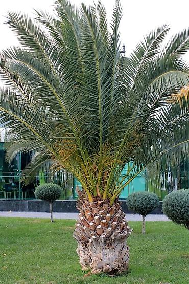 сколько стоит пальма в горшке: Xurma palması, həmçinin Feniks, finik palma. Xurma ağacına necə — 6
