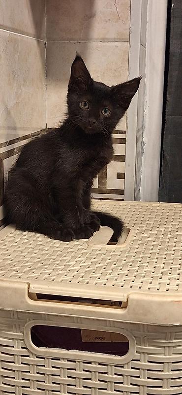 чёрные кошки: Черные котята, короткошёрстные, с огромными ушками и янтарными — 1
