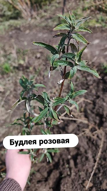 комоды бишкек: Многолетние кустарники,цветы для сада. Бишкек — 10