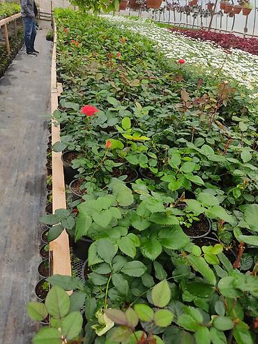 Çöl bitkiləri: Kitayski roza ve nezer gulleri — 3