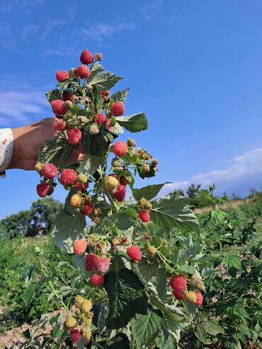 корейские продукты питания бишкек: Малина В розницу, Бесплатная доставка