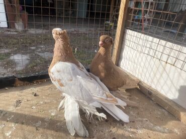 Другие с/х животные: Породные голуби с «чубом» и мощным зобом (дутыши/крякуны), окраска — 8