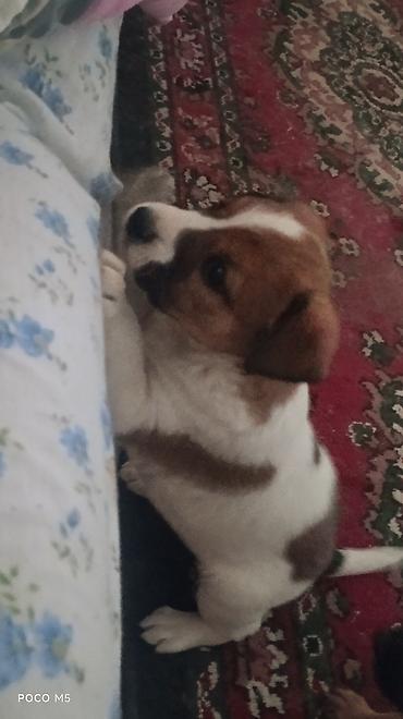 Продажа собак: Овчарка, 1 месяц, Самка — 4
