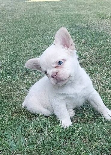 Psi: Francuski buldog štenci dugodlaki, "fluffy" veseli umiljati, stručno