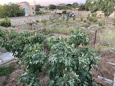 Torpaq sahələrinin satışı: 15 sot, Tikinti — 10