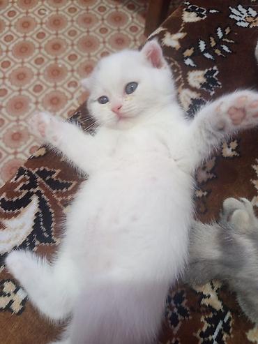 scottish fold qiyməti: Şotland, Erkək, Dişi, Ünvandan götürmə — 3