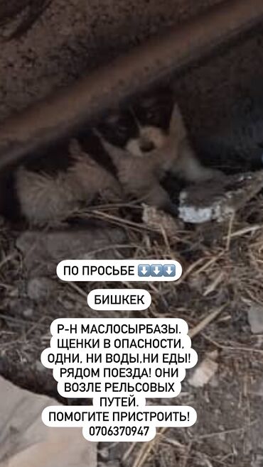 Собаки: По просьбе ⬇️⬇️⬇️ Бишкек Р-н маслосырбазы. Щенки в опасности, одни