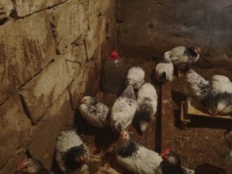 Cücələr: Selebrsiz Cuceleri /toyuqlar qrupu Sağlam və baxımlı cücələr — 8