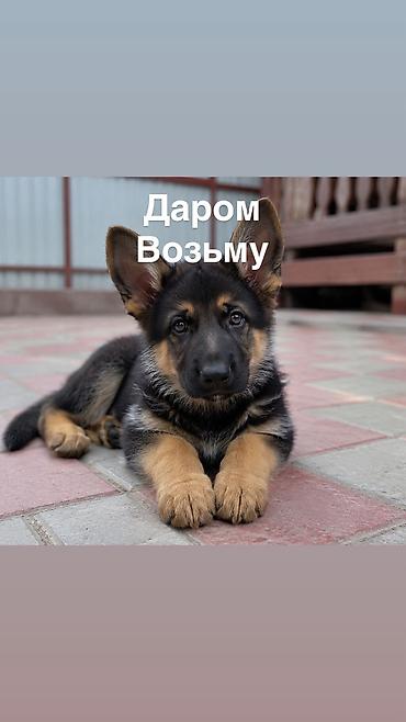 кролики в тюпе: Здравствуйте! Ищу щенка немецкой овчарки в Бишкеке. Если кто-то отдаёт — 1