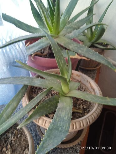 купить мойку высокого давления в бишкеке: Алоэ Вера по 150 сом