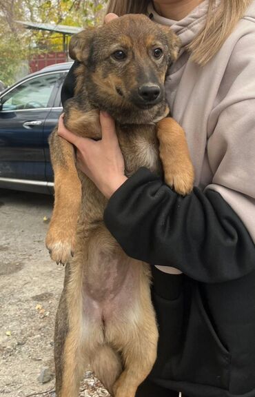 возьму собаку бесплатно: Собака даром: Дворняжка, 4 месяца, Самка