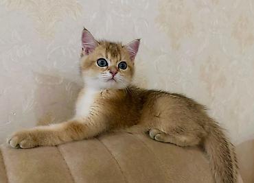 золотая шиншилла цена: Золотая шиншилла, Самец — 2