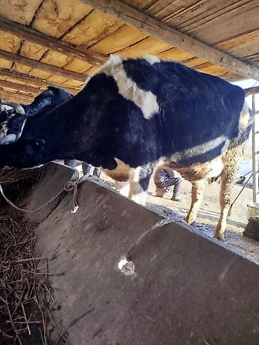 Коровы, быки: Продаю | Корова (самка) | Для молока | Привязанные — 4