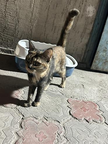 Кошки: Кошка даром: Беспородная, Девочка, Приучена к лотку — 3
