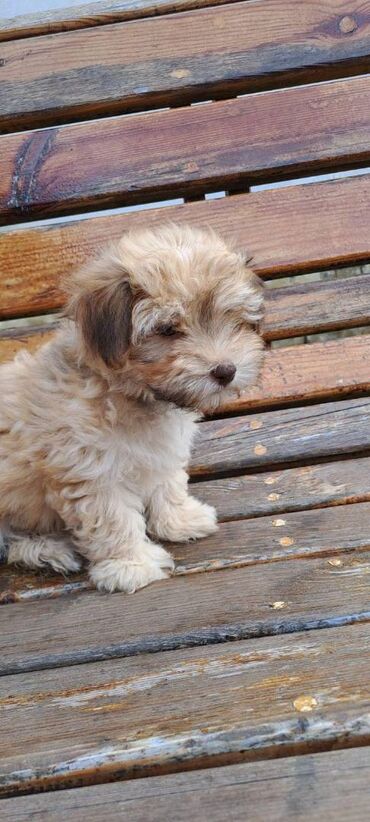 Psi: Ovi preslatki mališani su štenci Havanskog Bišona, jedna ženkica i 4 na lalafo.rs — 5 Psi: Ovi preslatki mališani su štenci Havanskog Bišona, jedna ženkica i 4 — 5