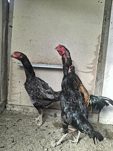 Kənd təsərrüfatı quşları: Xoruz, Heyratı, il: 2, Ödənişli çatdırılma — 9