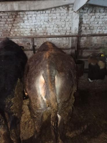 Коровы, быки: Продаю | Тёлка | Для разведения | Нетель — 1