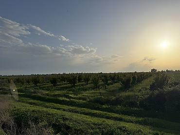 torpağ sahesi: 330 sot, Kənd təsərrüfatı, Kupça (Çıxarış) — 9