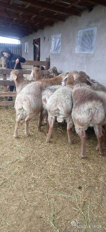 Баран, овца: Продаю | Баран (самец) | На забой — 7