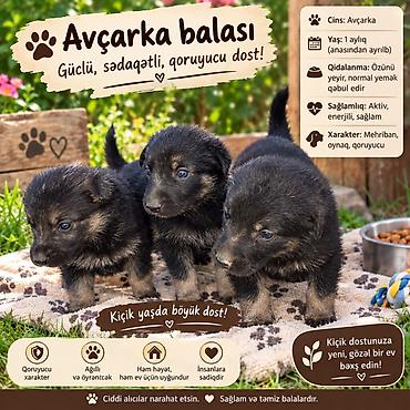 ev iti cinsleri: Alman çoban iti, 1 ay — 1