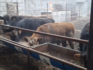 Коровы, быки: Продаю | Бык (самец) | Швицкая | Для разведения | Племенные — 9