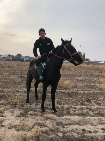 купить домик для кошки недорого: Продаю | Жеребец | Рабочий