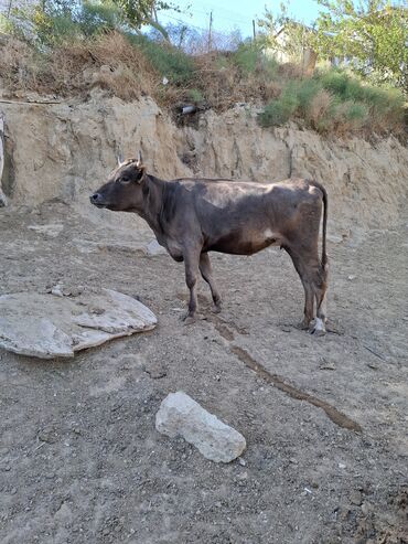 Inəklər, öküzlər: Süd inəyi – qara-ağ rəngli, iri cüssəli, buynuzlu. Şəkillərdə -da lalafo.az — 9 Inəklər, öküzlər: Süd inəyi – qara-ağ rəngli, iri cüssəli, buynuzlu. Şəkillərdə — 9