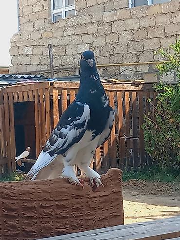 maltese qiymeti: Salam erkeydi qizigin istiyen olsa unvan bine savxoz qiymet sondu — 2