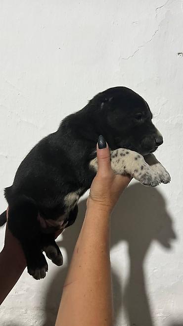 Продажа собак: Алабай, 1 месяц, Самец — 2