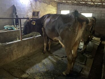 коровы животные: Продаю | Корова (самка) | Алатауская | Для разведения, Для молока | После отела