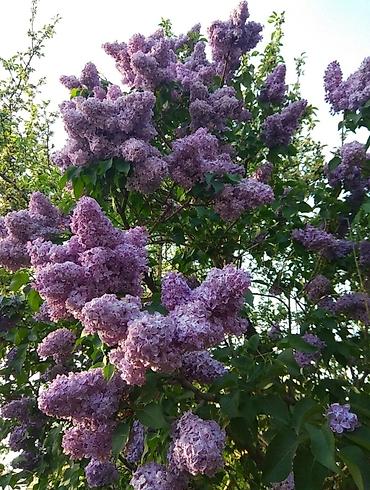 Сирень: Продаю саженцы. Сажать и пересаживать нижеперечисленное нужно весной — 8