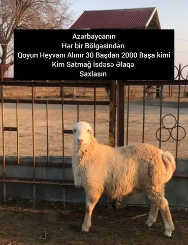 Бараны, овцы: Самка, лет: 1, 50 кг, Для разведения, Бесплатная доставка