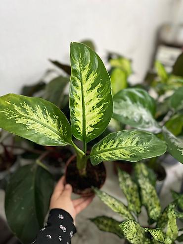 Другие комнатные растения: Представляем ассортимент декоративно-лиственных растений, которые — 18