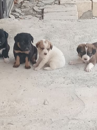 it yuvasi: 1 ay, Erkek, Ünvandan götürmə