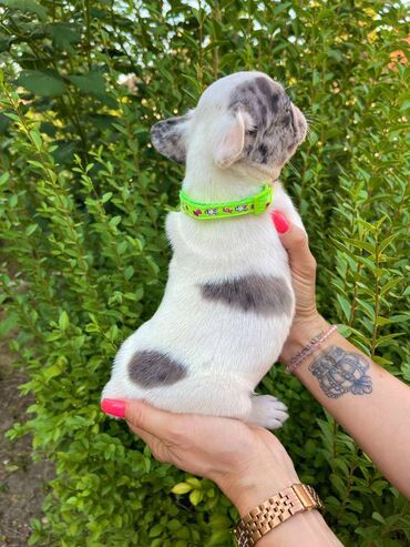 Psi: Odgajivacnica pasa "Happy Puppies" ima u ponudi francuski buldog — 7