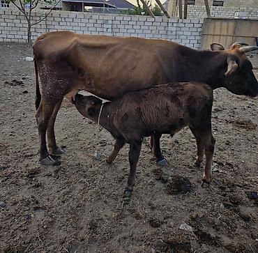 anqus dana satışı: Satilir ana bala.2 ci qarindi.buzovu 3 ayliqdi erkekdi.4.5 lt yaxin — 1