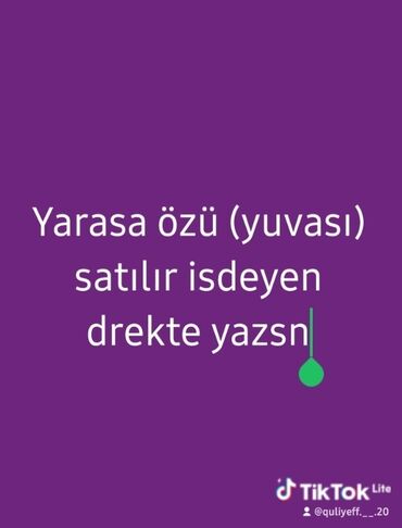 Аквариумы: Tecili satlir yarasa var yuvali