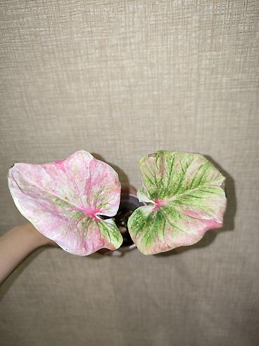 хлорофитум бишкек: В наличии Каладиумы (Caladium) с Тайланда. Яркие расцветки — 8