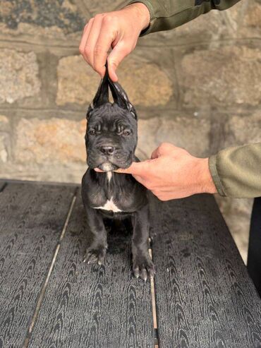 kreveti za kucne ljubimce: Postanite vlasnik jednog od naših vrhunskih Cane Corso štenaca