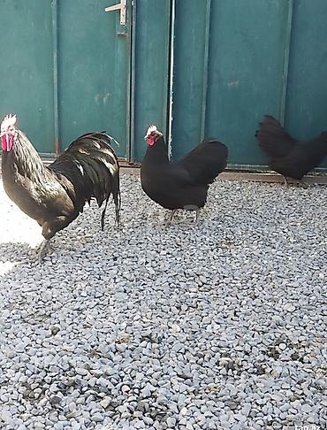 yaponka toyuqlari: Toyuq, Australorp, Damazlıq — 3