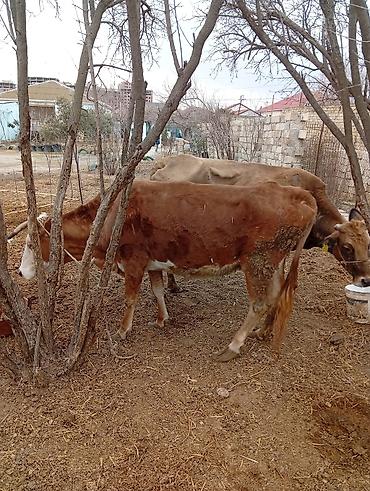 Inəklər, öküzlər: Satılır: inək Xüsusiyyətlər: - Süd istiqamətli yerli cins (qarışıq — 8