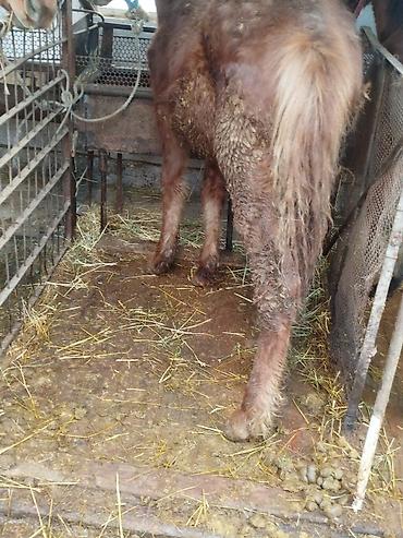 Лошади, кони: Продаю | Жеребенок | Рабочий — 2