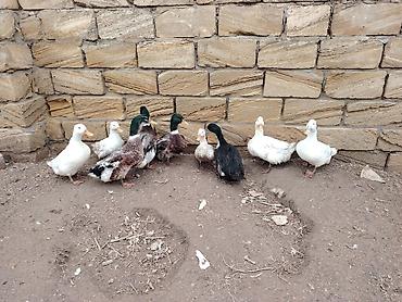 sezar qusu: Salam. Pekin və Yaşılbaş ördəkləri. Yumurtaya başlayıblar. Həm kəsimə — 1