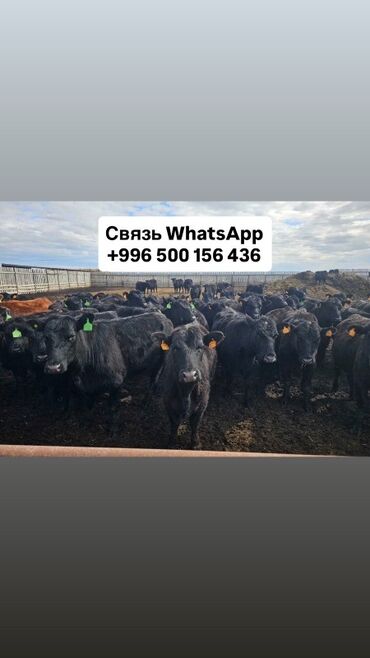 продаю музоо торпок корова самка бык самец айрширская ангус алатауская на забой для разведения на откорм племенные нетель привязанные: Предлагаются к продаже мясные породы крупного рогатого скота