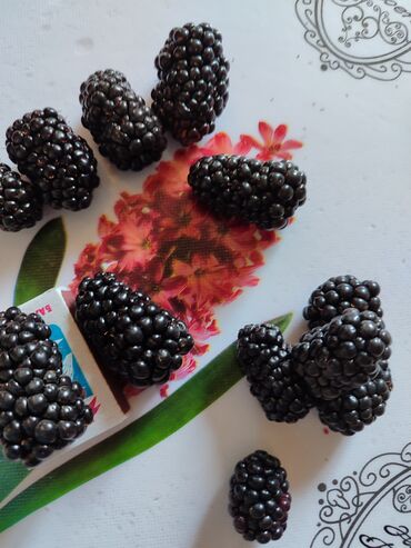 Фрукты и ягоды: Лохнесс. Саженцы безшипной ежевики (ежемалины). Сорт урожайный — 4