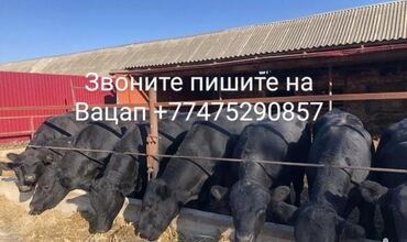 голова корова: Продаю | Корова (самка), Бык (самец) | Ангус, Герефорд, Голштин | Для молока