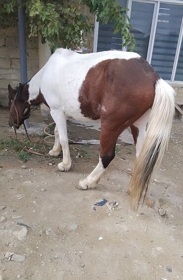 Atlar: Erkək, Ərəb, il: 4, Pulsuz çatdırılma — 4